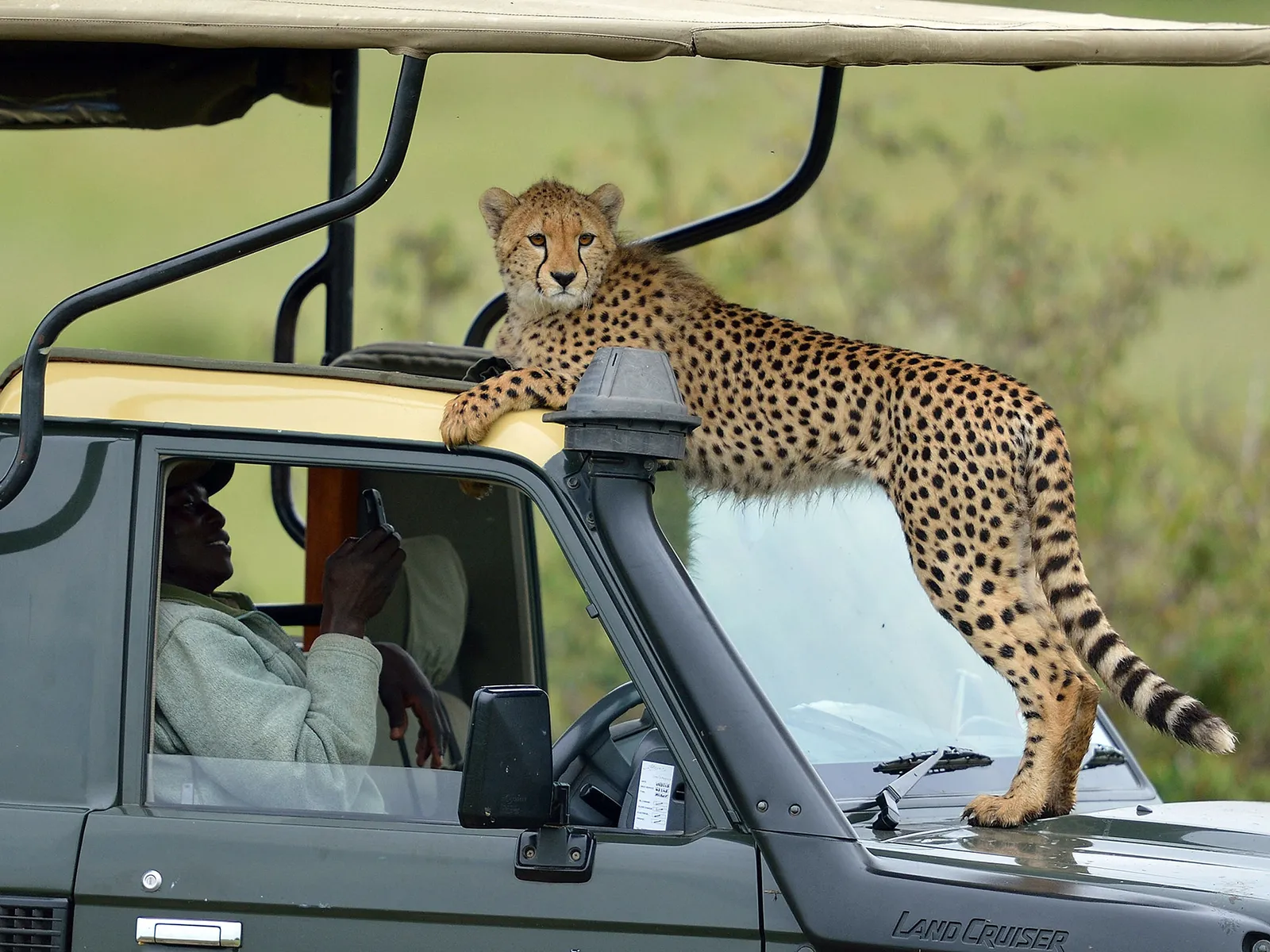 CHEETA  SAFARI