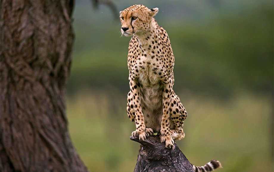 CHEETA  SAFARI