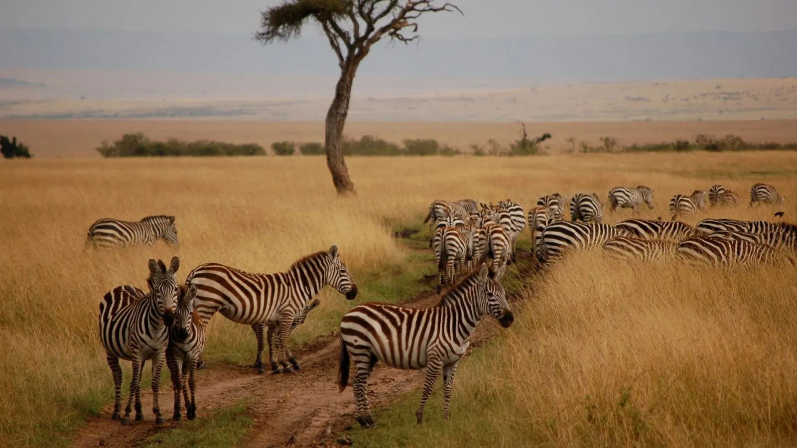 MASAI MARA SAFARI MID RANGE