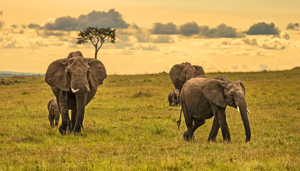 Africa Tours