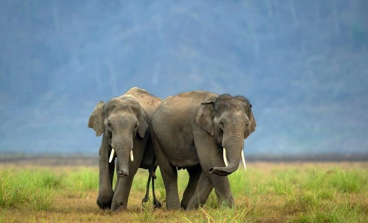 Overnight Jim Corbett National Park Tour from Delhi