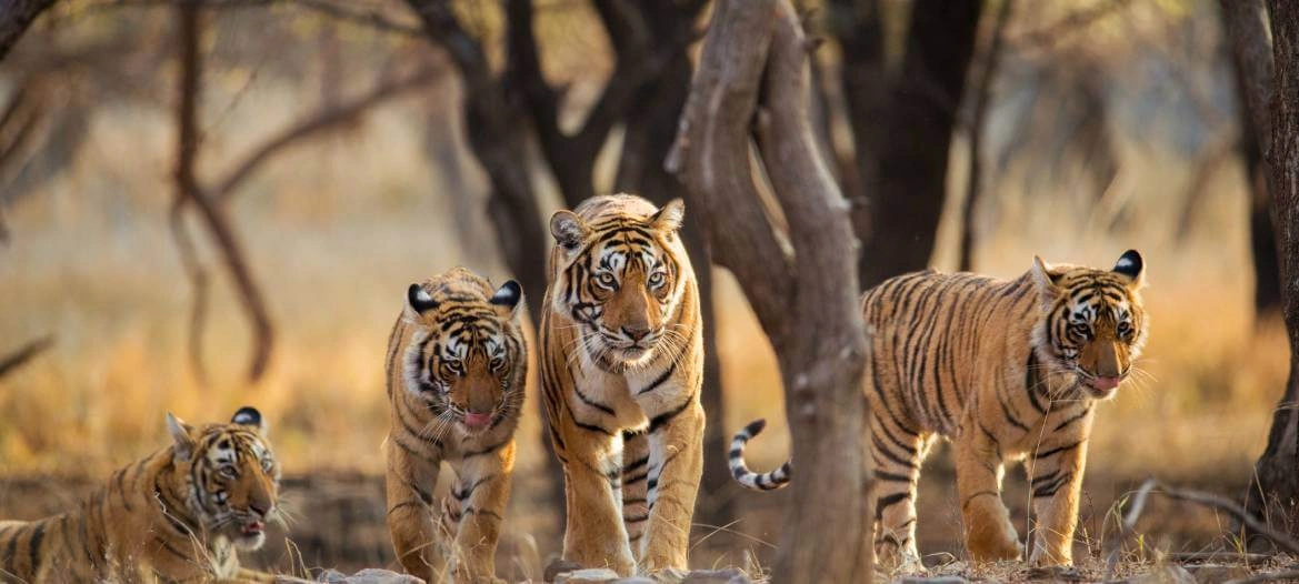 Tiger Trail: Indian Wildlife Expedition through Iconic Tiger Reserves